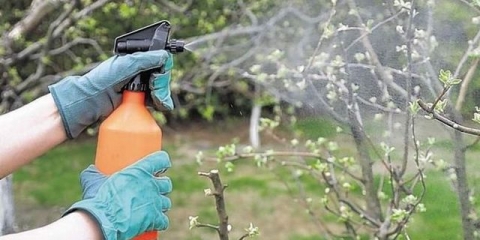 Zašto drvo jabuke ne raste (šta učiniti)